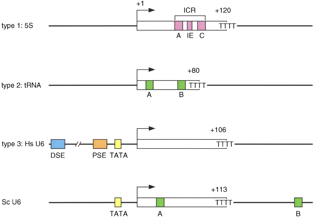 שלושת סוגי הפרומוטורים של Pol III: type 1 ב־5S, type 2 ב־tRNA, ו־type 3 ב־U6.