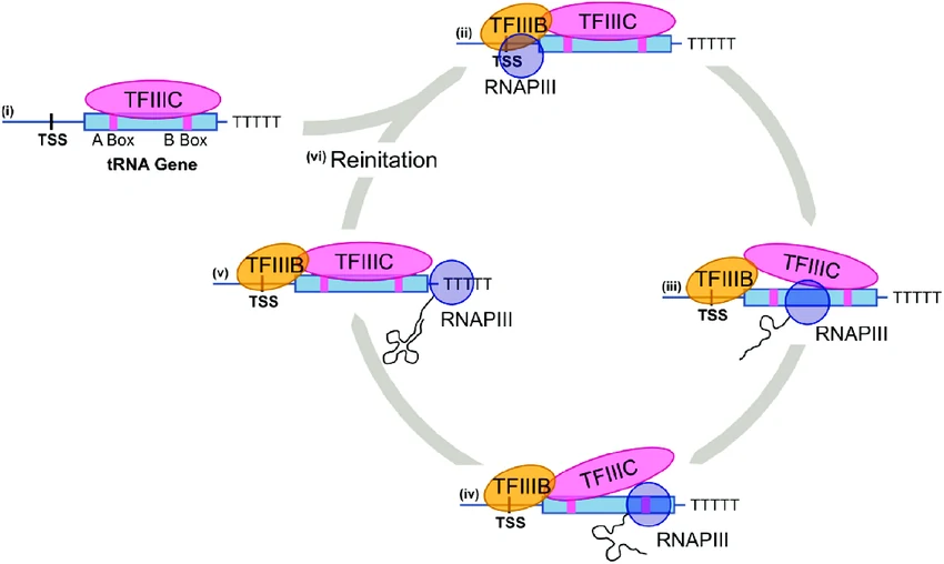 מחזור שעתוק חוזר בגני tRNA: TFIIIC ו־TFIIIB נשארים על הגן, Pol III משעתק עד רצף poly(dT), משתחרר, ואז יכול להתבצע reinitiation מהיר.
