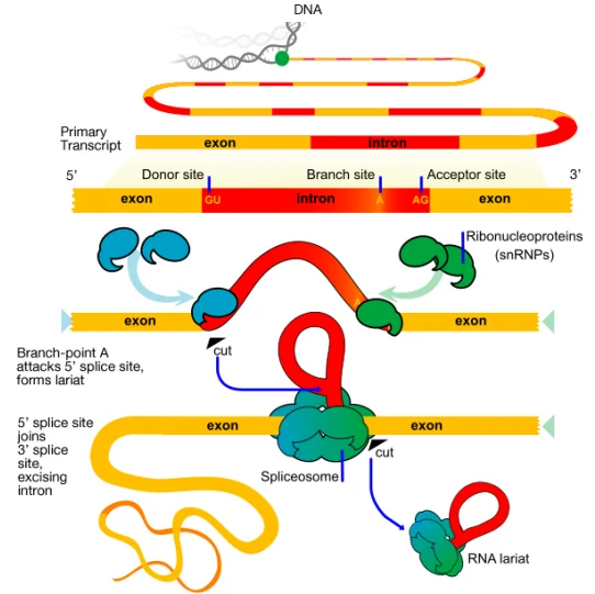 מבט כללי על עיבוד RNA: בזמן השעתוק ואחריו מתווספים ל־RNA רכיבים שונים, אינטרונים מוסרים, וקצוות ה־RNA מעובדים.