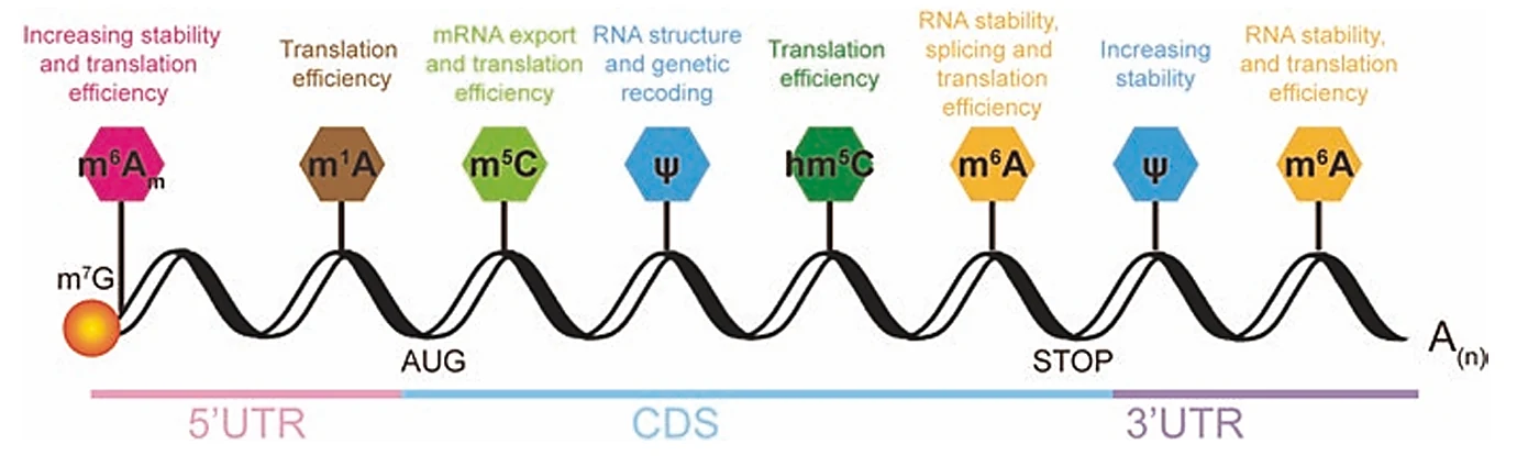 מיקום מודיפיקציות נפוצות על mRNA: חלק מהמודיפיקציות שכיחות באזור 5′ UTR, חלק באזור coding sequence וחלק באזור 3′ UTR.