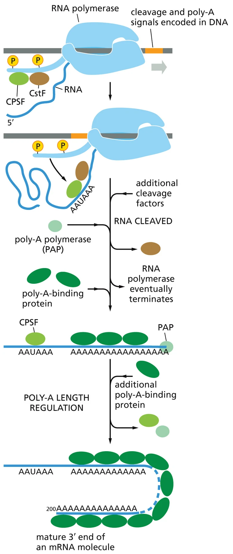 מנגנון polyadenylation: CPSF ו־CstF מזהים רצפים על ה־RNA, מתבצע cleavage, PAP מוסיף את זנב ה־Poly-A, ו־PABPs נקשרים לזנב וקובעים את אורכו.
