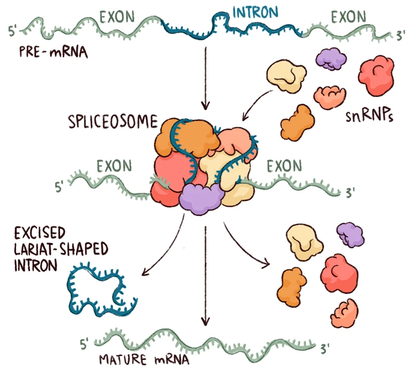 סכמה כללית של splicing: ה־spliceosome מזהה את האינטרון, מקרב את האקסונים, מוציא את האינטרון כ־lariat ומחבר את האקסונים ל־mRNA בוגר.