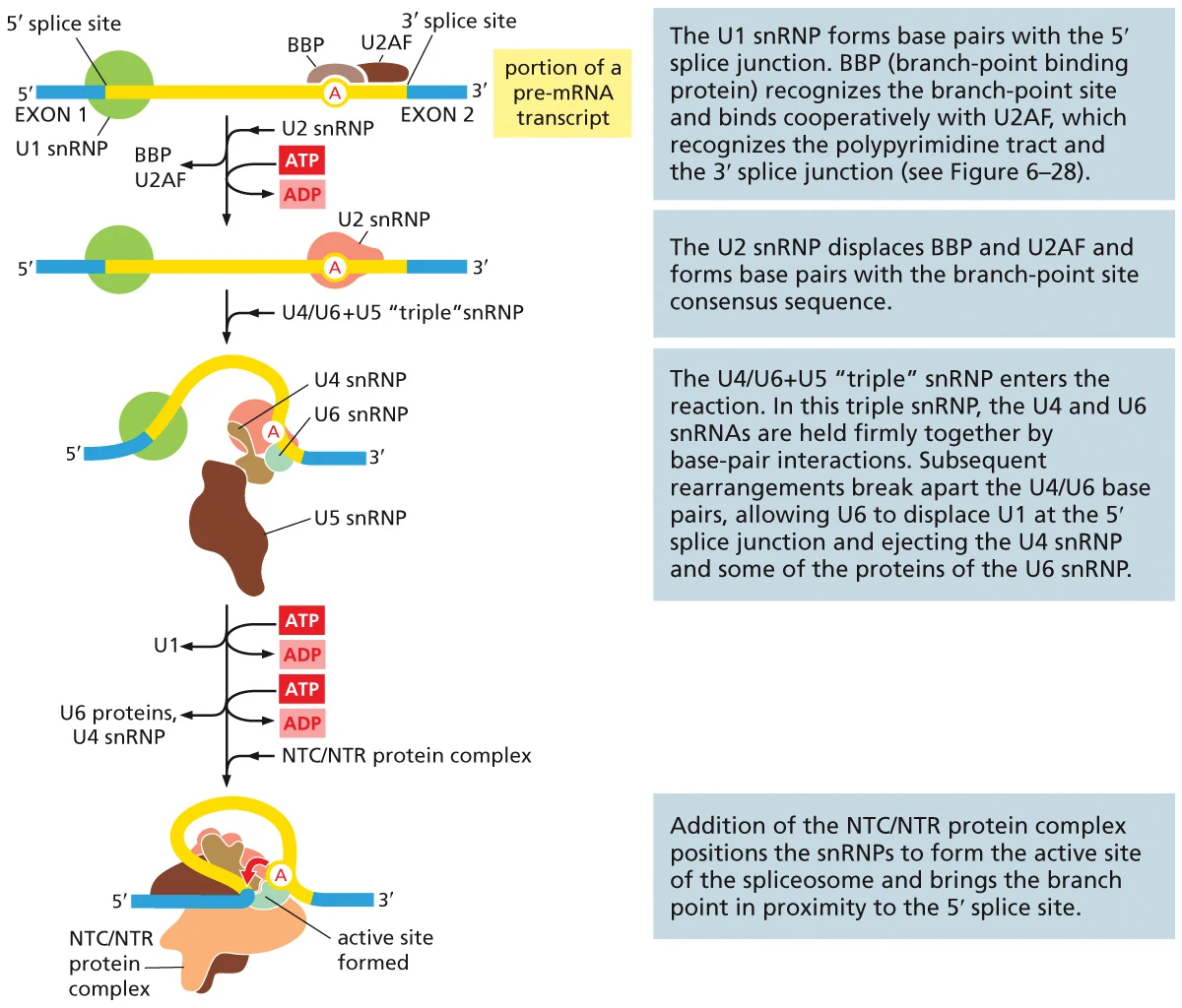 שלבי הרכבת ה־spliceosome: U1 מזהה את 5′ splice site, BBP/U2AF מזהים את הקצה השני, U2 מחליף אותם ב־branch point, ואחר כך מצטרפים U4/U6 ו־U5.