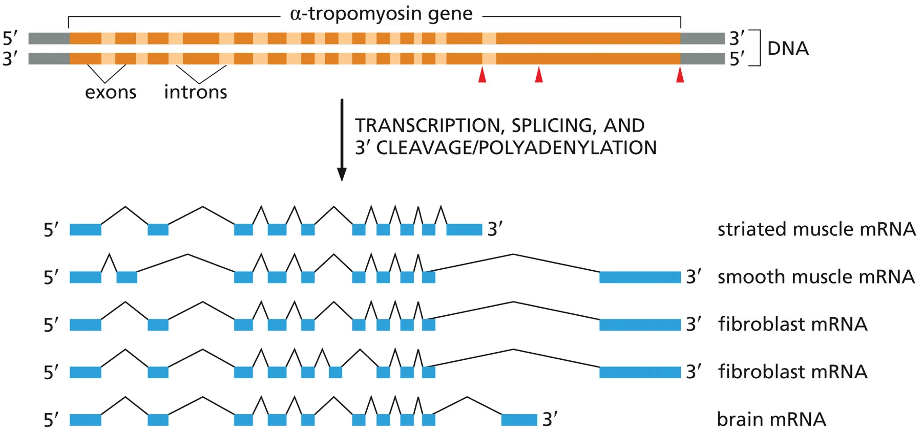 Alternative splicing בגן α-tropomyosin: אותו גן יכול ליצור mRNAs שונים בתאי שריר משורטט, שריר חלק, פיברובלסטים ותאי מוח.
