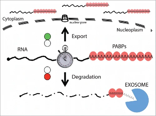 בקרת איכות בגרעין: mRNA שעבר עיבוד תקין נקשר לחלבונים שמאפשרים export, ואילו RNA לא תקין יכול להישלח לפירוק על ידי exosome.