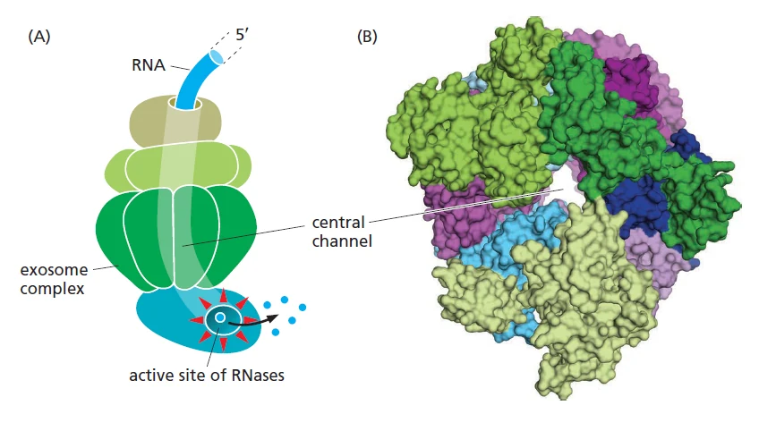 מבנה סכמטי של nuclear RNA exosome: קומפלקס טבעתי שמוביל RNA אל תתי-יחידות קטליטיות המפרקות אותו.
