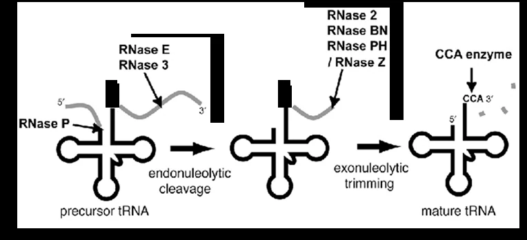 עיבוד tRNA: חיתוך קצה 5′ על ידי RNase P, עיבוד קצה 3′, והוספת CCA בקצה 3′ על ידי CCA enzyme.