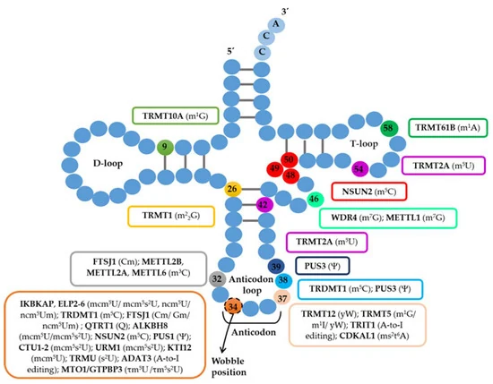 מפת מודיפיקציות על tRNA: מודיפיקציות רבות מפוזרות לאורך ה־tRNA, כולל באזור ה־anticodon וב־wobble position.