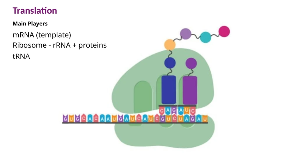 שלושת השחקנים בתרגום: mRNA כתבנית, ריבוזום כמערכת הקריאה, ו־tRNA כמולקולת מתאם.