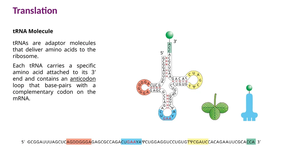 מבנה tRNA: בקצה 3′ נמצא CCA שאליו מתחברת חומצת האמינו, ובלולאה התחתונה נמצא ה־anticodon.