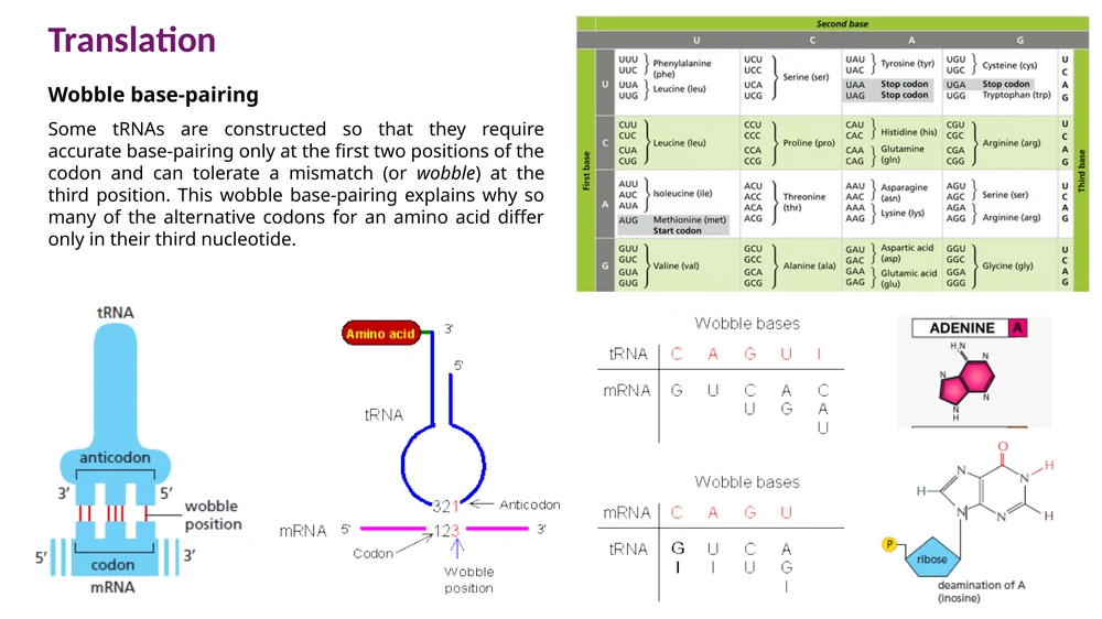 Wobble base-pairing: העמדה השלישית של הקודון מאפשרת גמישות בקריאת הקוד הגנטי.