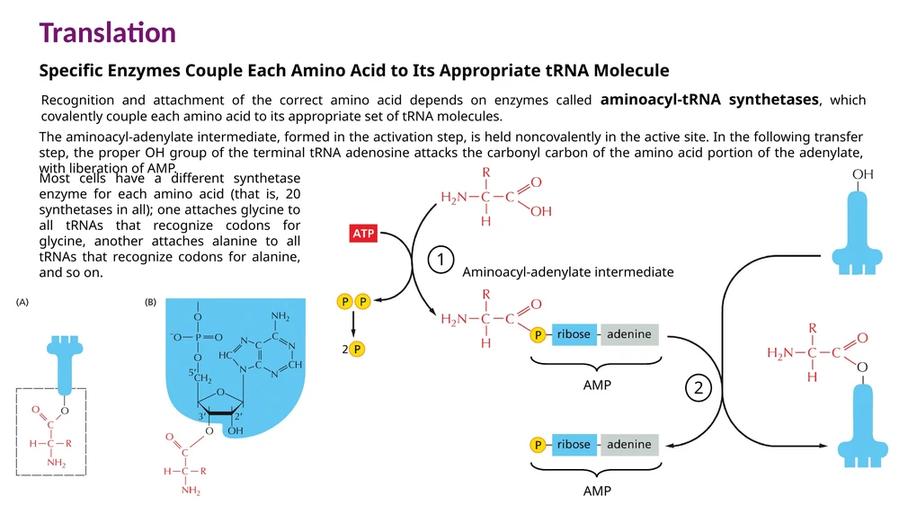 Aminoacyl-tRNA synthetase מחבר חומצת אמינו ל־tRNA המתאים בשני שלבים, דרך aminoacyl-adenylate intermediate.