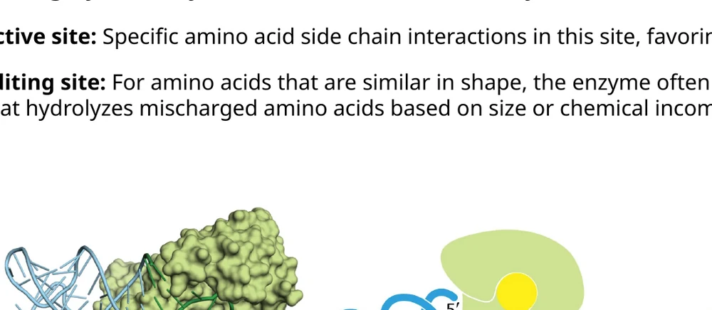בחלק מה־aminoacyl-tRNA synthetases יש active site ואתר editing שמזהה טעויות ומפרק טעינה שגויה.