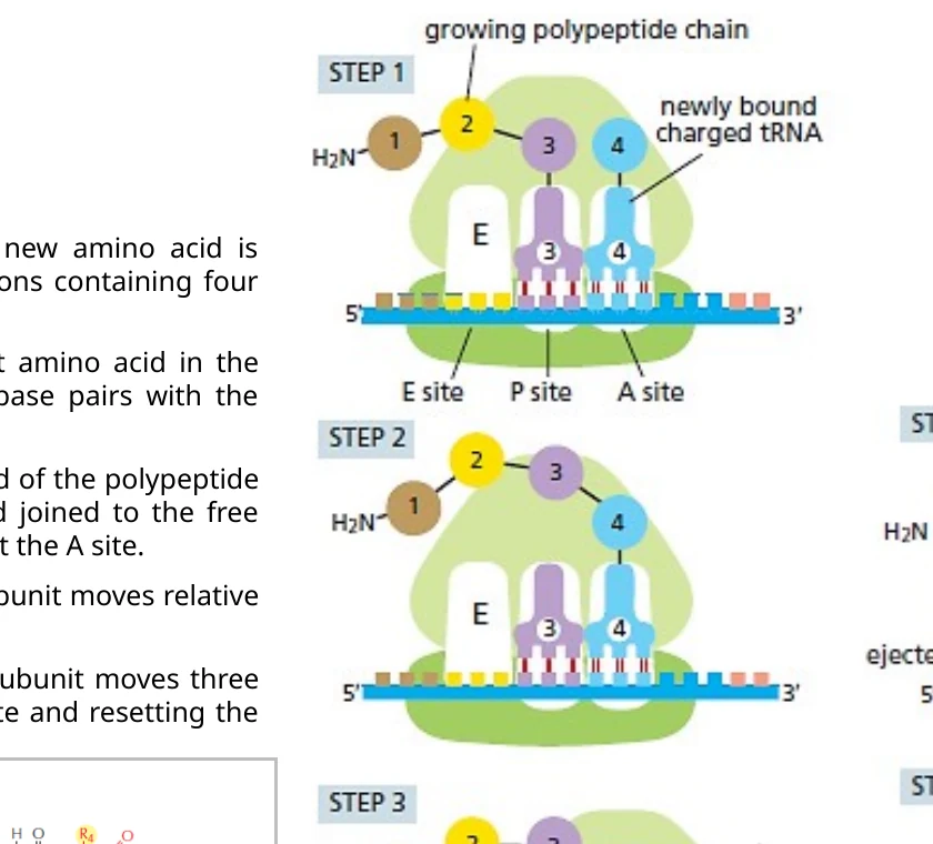 מחזור elongation: כניסת tRNA ל־A site, יצירת קשר פפטידי, תזוזת התת־יחידה הגדולה ותזוזת התת־יחידה הקטנה.