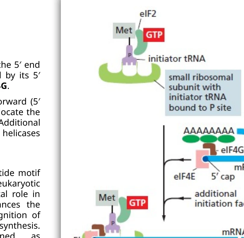 Initiation: ה־PIC נקשר לקצה 5′ של ה־mRNA דרך cap-binding factors, ואז סורק את ה־5′ UTR עד למציאת AUG.