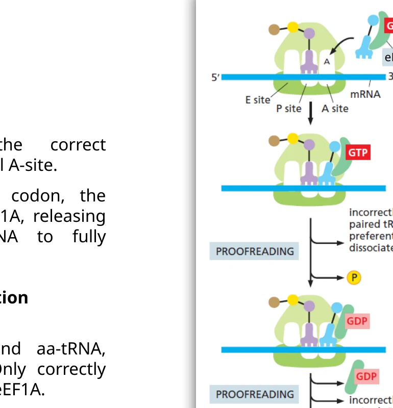 Decoding ו־proofreading בזמן elongation: eEF1A מביא tRNA ל־A site, והריבוזום בודק את ההתאמה לפני יצירת קשר פפטידי.