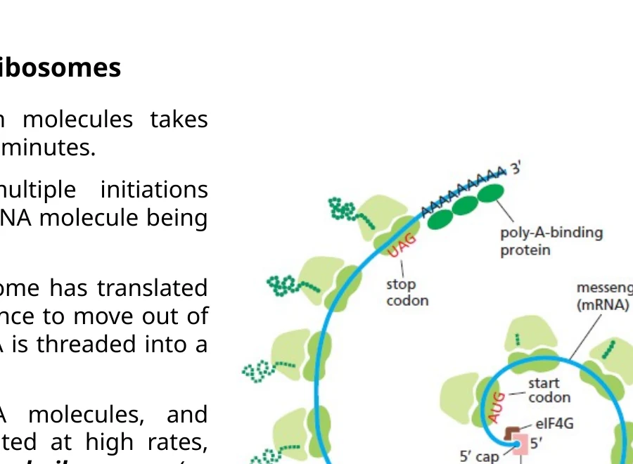 Polyribosome: כמה ריבוזומים מתרגמים את אותו mRNA במקביל. כל ריבוזום נמצא במיקום אחר לאורך ה־mRNA.