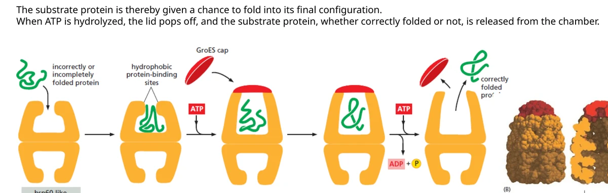 Hsp60/chaperonin יוצר תא קיפול מבודד: חלבון נכנס, המכסה נסגר, ולאחר מחזור ATP החלבון משתחרר.