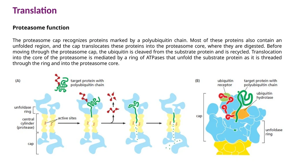 ה־proteasome מזהה חלבונים עם polyubiquitin, מסיר וממחזר את ubiquitin, פורש את החלבון ומכניס אותו לליבה הפרוטאוליטית.