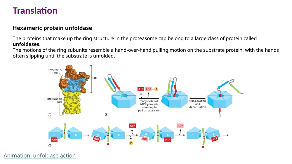 Protein unfoldase בכובע ה־proteasome מושך את החלבון ומפרק את המבנה שלו כדי לאפשר כניסה אל 20S core.