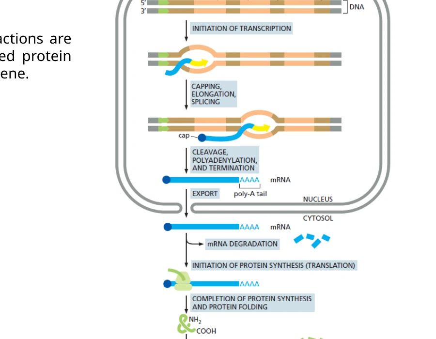 מה־DNA אל RNA ואל חלבון: תעתוק, RNA processing, תרגום, קיפול ובקרת איכות.