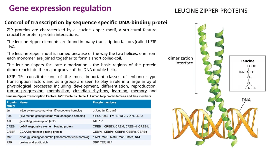 Leucine zipper: דימריזציה דרך leucines ואזור basic שנקשר ל־DNA