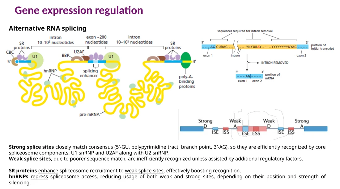 SR proteins מחזקים splice sites ו־hnRNPs ממסכים אותם