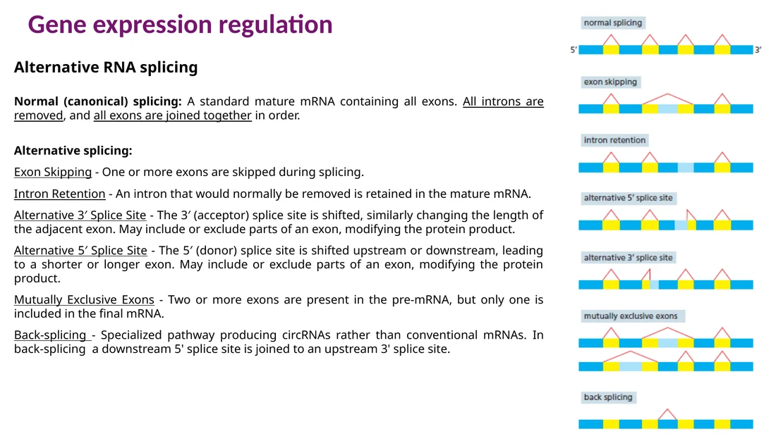 סוגי alternative splicing: exon skipping, intron retention, alternative 5′/3′ splice sites ועוד