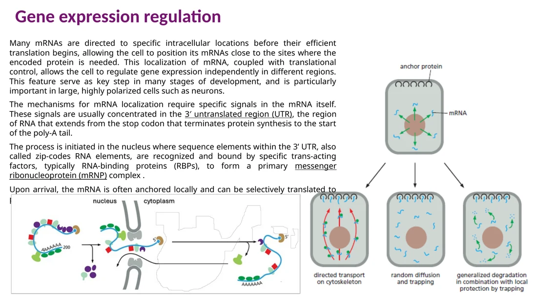 mRNA localization: zipcode ב־3′ UTR, חלבוני קישור, הובלה ועיגון מקומי