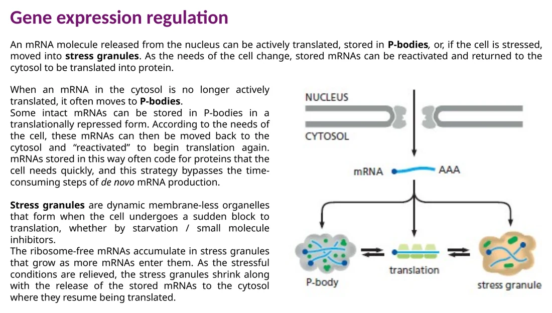 mRNA יכול להיות מתורגם, מאוחסן ב־P-bodies או לעבור ל־stress granules בזמן עקה