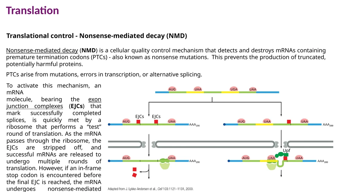 NMD: stop codon מוקדם לפני EJC מפעיל פירוק mRNA