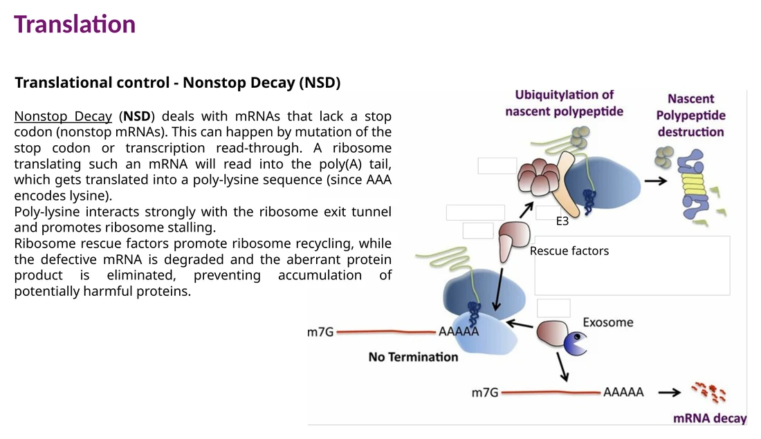 NSD: היעדר stop codon גורם לתרגום poly-A, poly-lysine ו־stalling