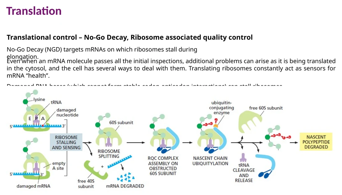 NGD: ribosome stalling מפעיל חיתוך mRNA ומיחזור ריבוזום