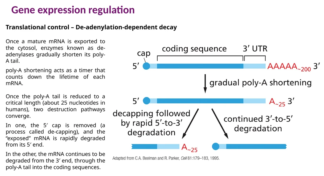Deadenylation מקצרת את poly-A ומובילה ל־decapping או לפירוק מהקצה 3′