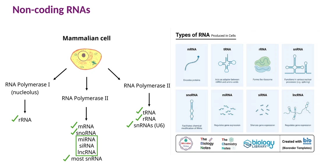 קבוצות מרכזיות של non-coding RNAs