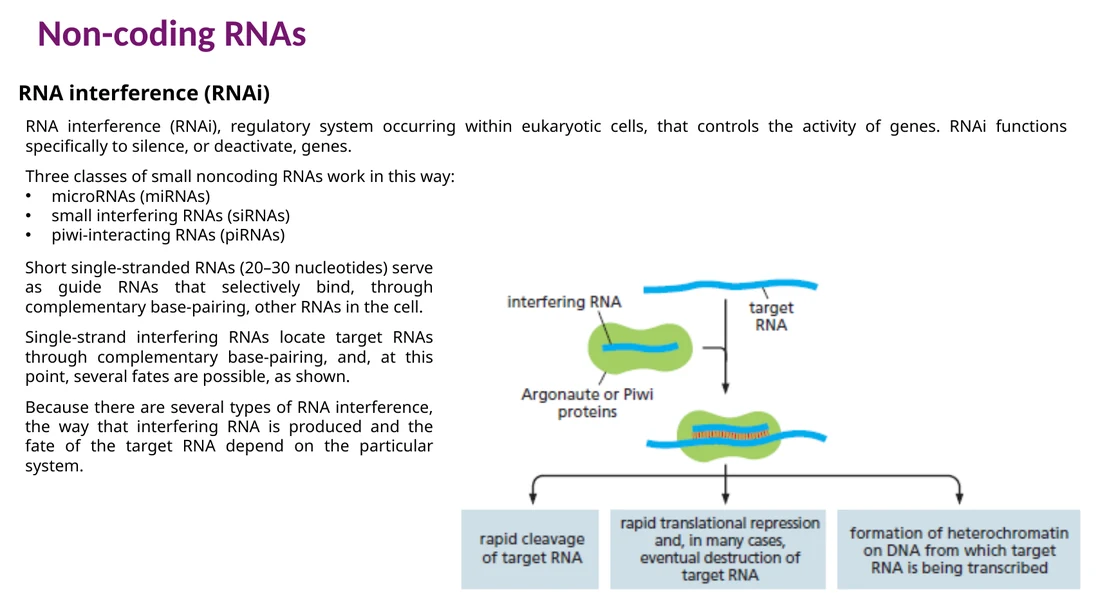 RNA interference: RNA קצר מכוון קומפלקס חלבוני אל RNA מטרה
