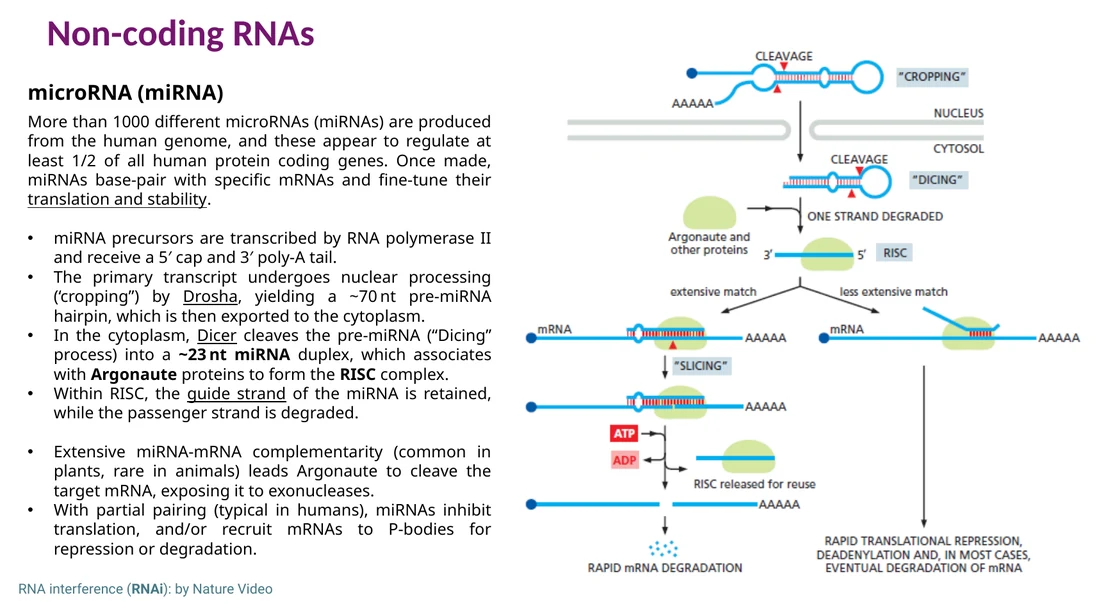 ביוגנזה של miRNA: Drosha, Dicer, Argonaute ו־RISC