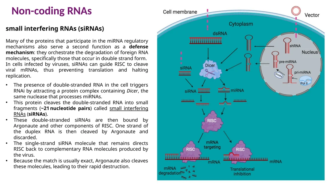 siRNA: dsRNA חיצוני או ניסויי מעובד על ידי Dicer ומכוון את RISC ל־mRNA משלים