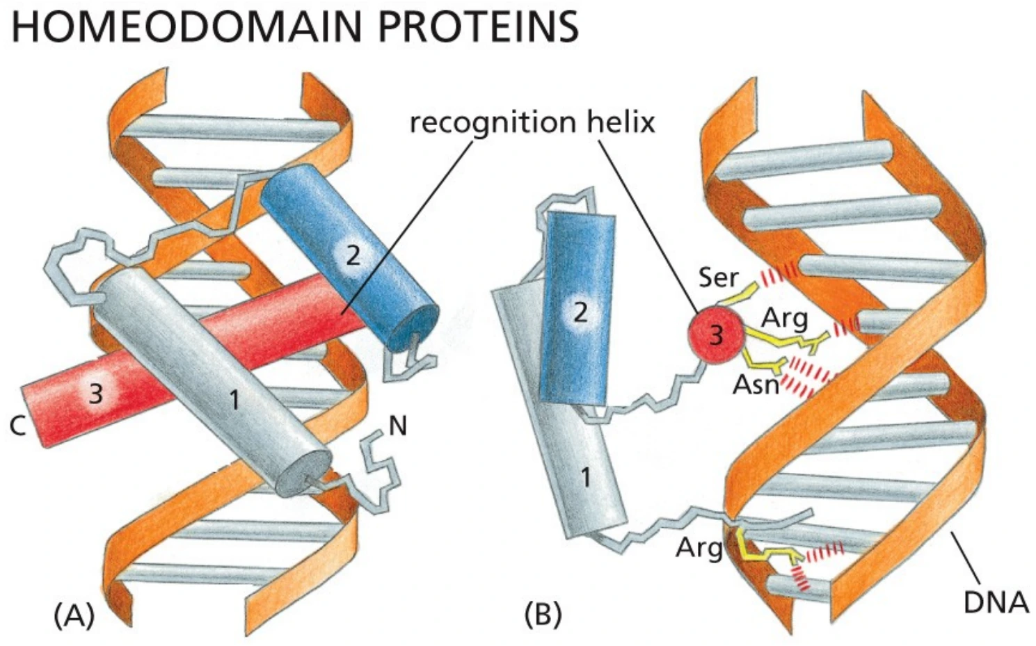 Homeodomain הוא וריאציה אאוקריוטית של HTH עם שלושה הליקסים.