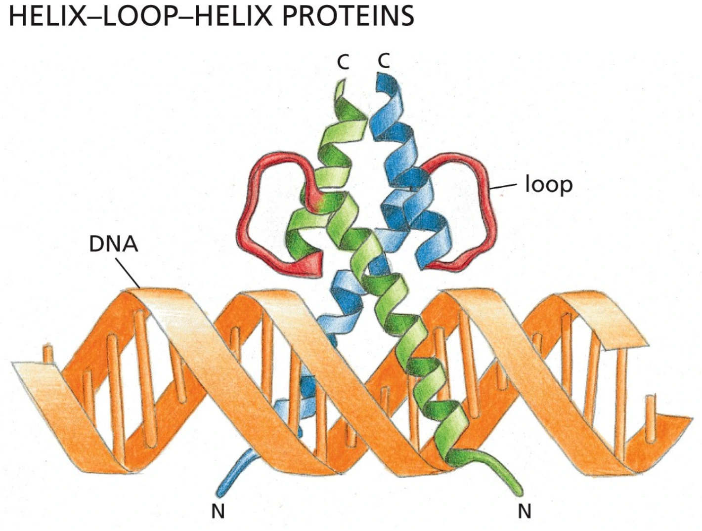 Helix-loop-helix: מוטיב דימריזציה וקישור DNA כפי שהוצג בשקף.