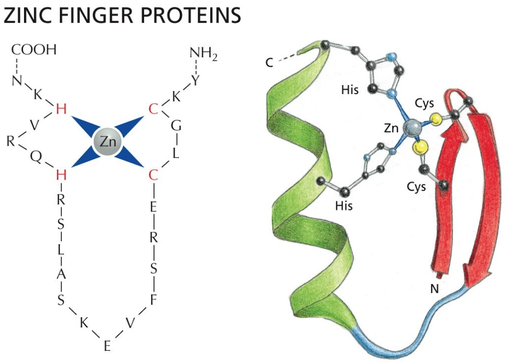 Zinc finger: ייצוב המבנה באמצעות יון אבץ וקישור לדנ״א.