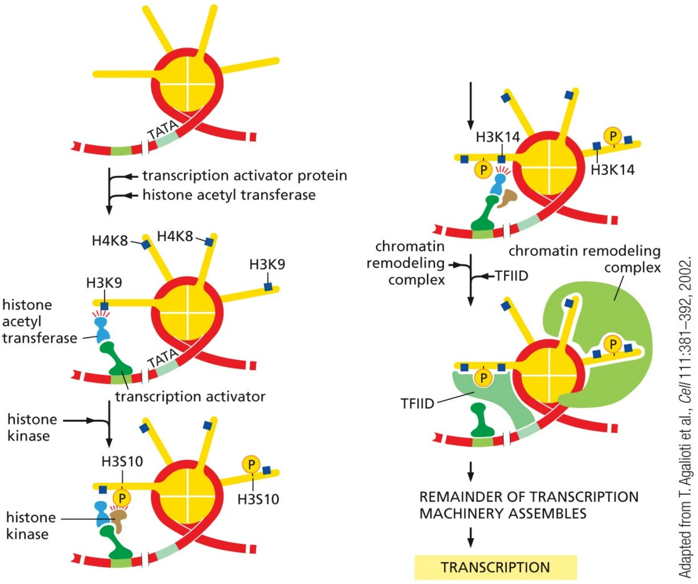 Transcription activator מגייס histone acetyltransferase ו־remodeling complex.