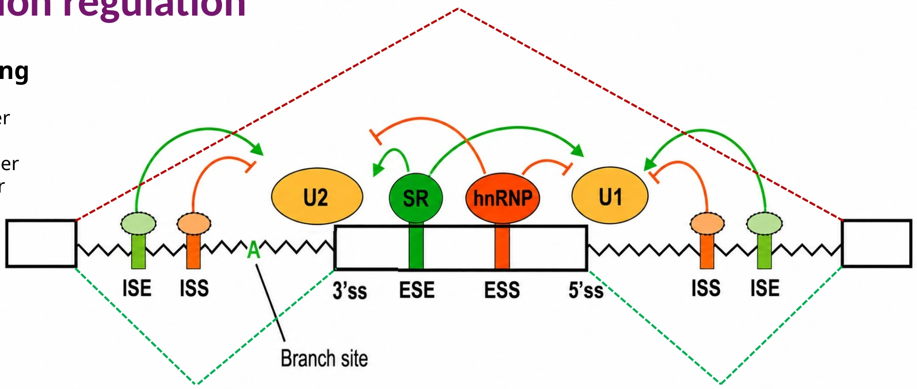 SR proteins ו־hnRNP proteins יכולים לחזק או להחליש זיהוי splice site.