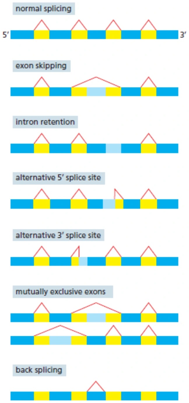 סוגים של alternative splicing כפי שהופיעו בשקף.