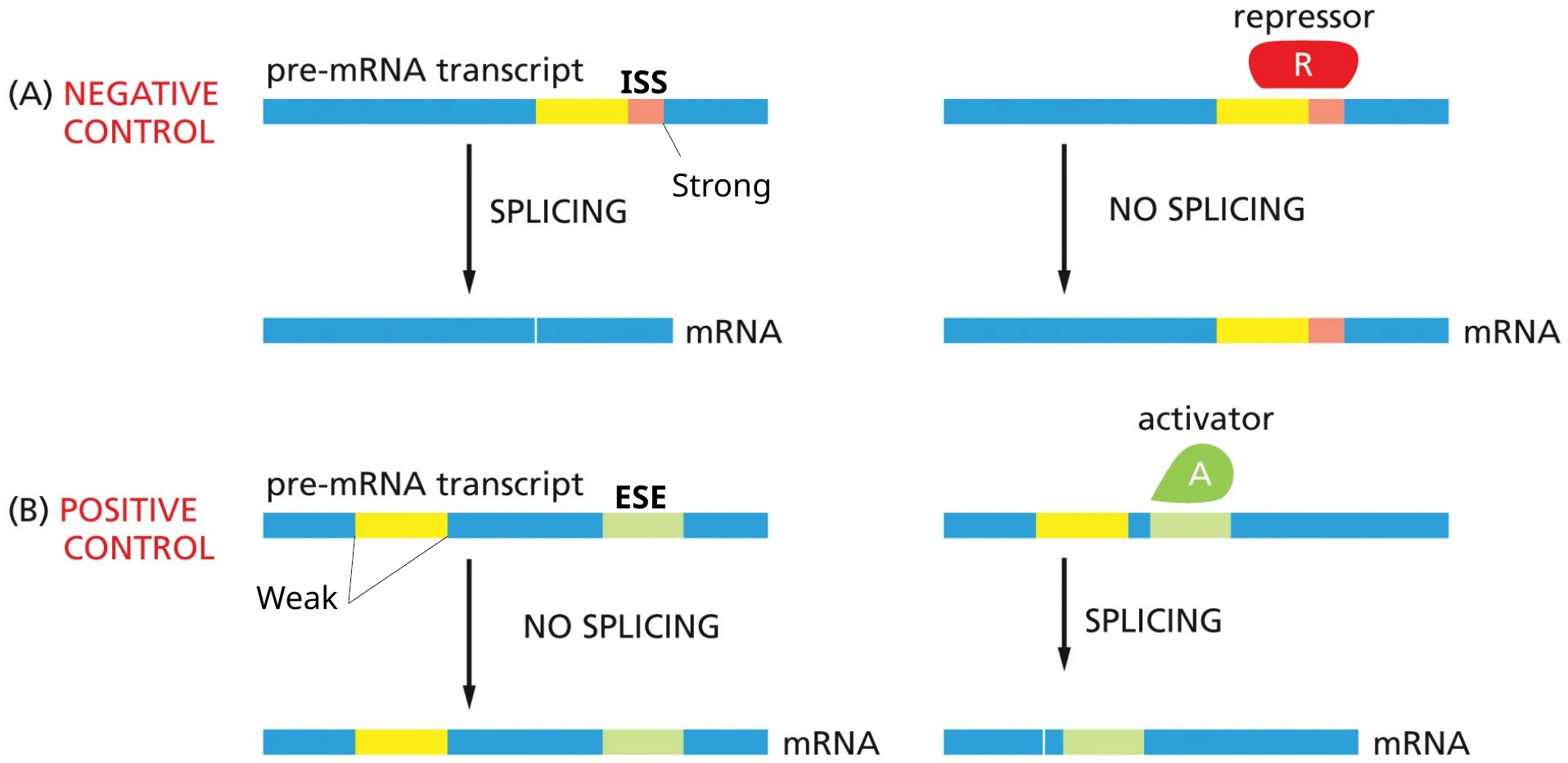 בקרת splicing חיובית או שלילית על ידי חלבונים רגולטוריים.