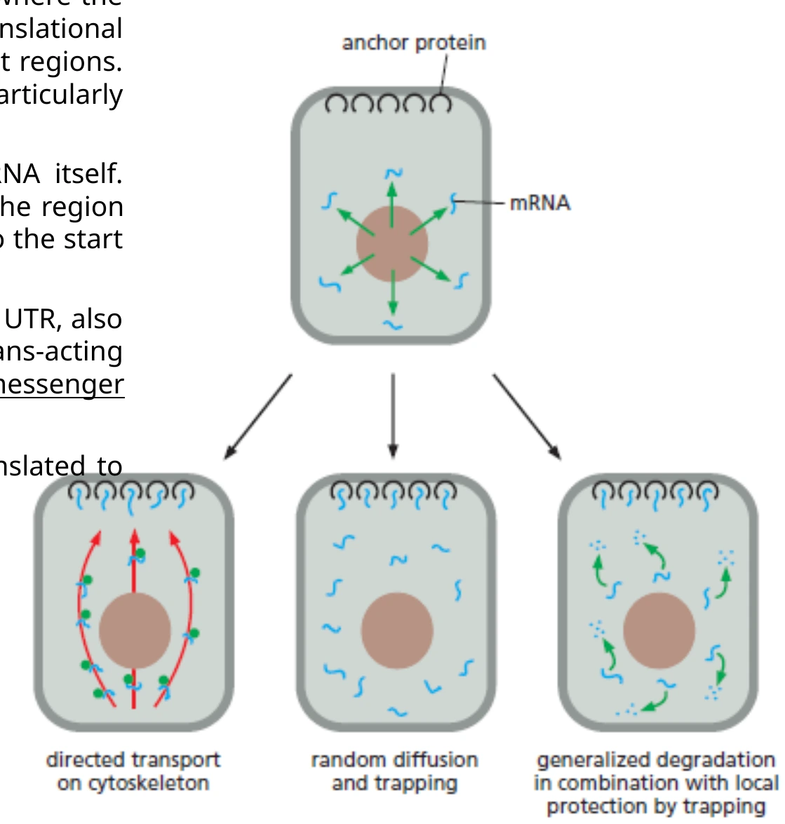 mRNA localization: יצירת mRNP, תנועה בציטופלזמה ועיגון מקומי.