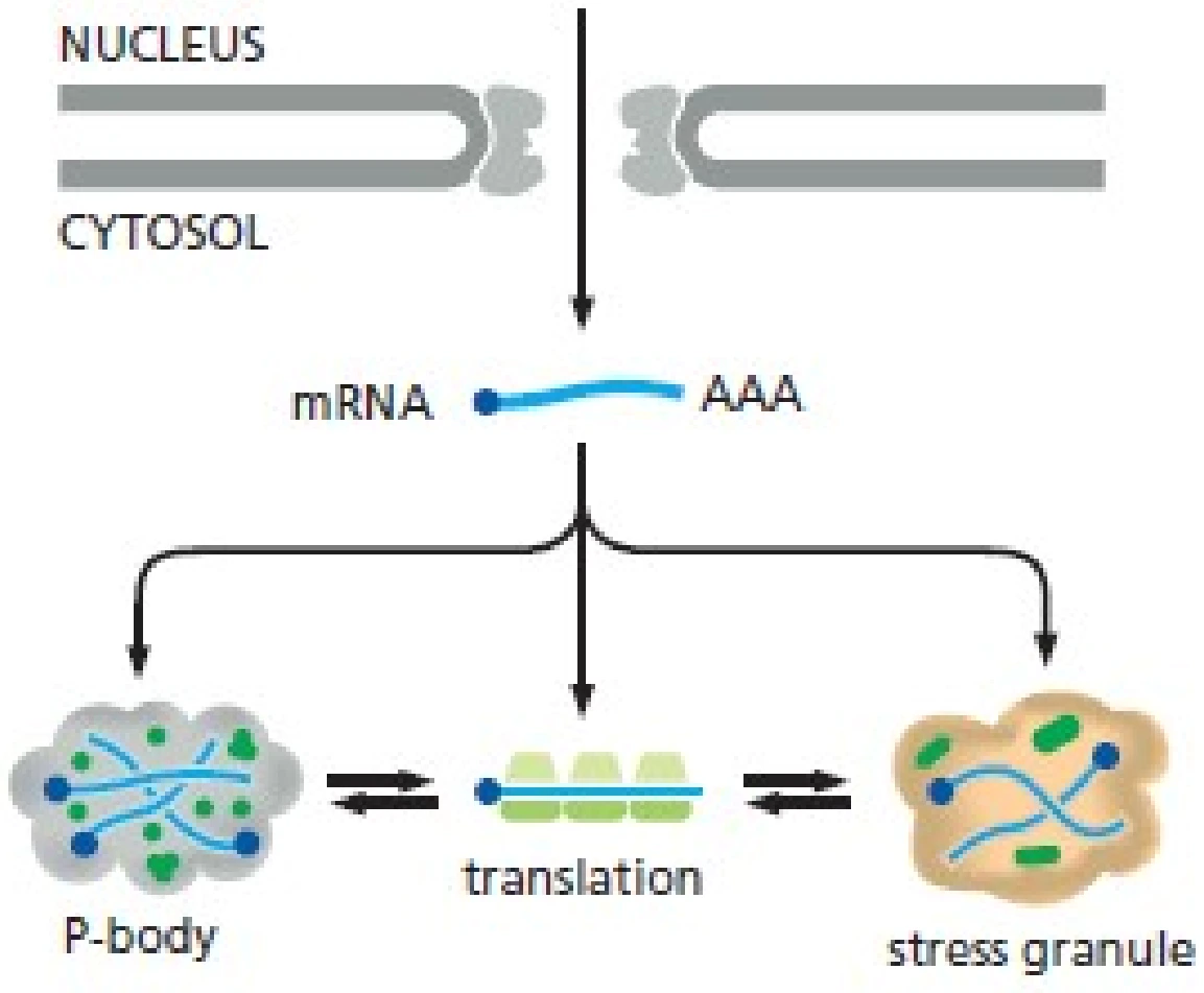mRNA יכול להיות מתורגם, מאוחסן ב־P-body או לעבור ל־stress granule.