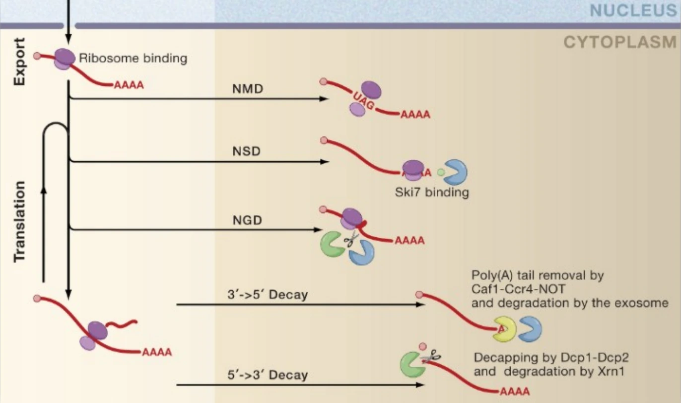 מסלולי RNA surveillance: ‏NMD, ‏NSD ו־NGD.