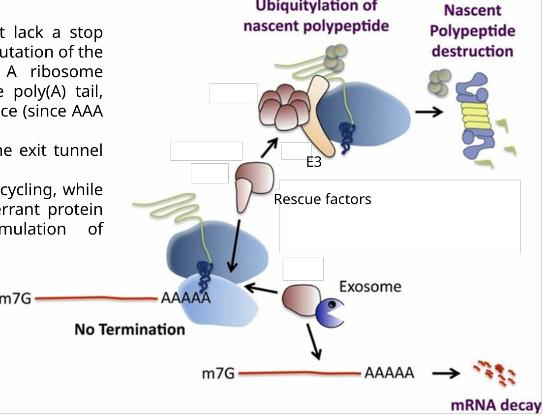 NSD מטפל ב־mRNA ללא קודון סיום.