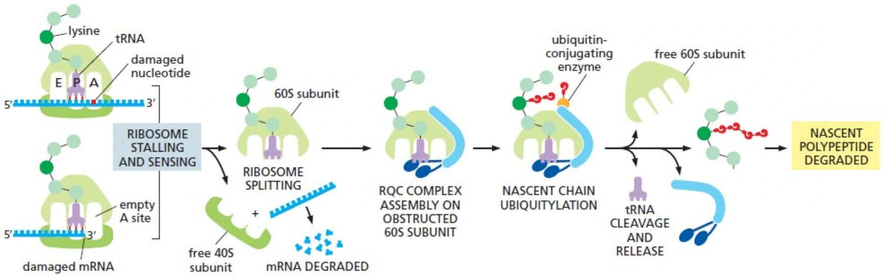 NGD/RQC מטפל בעצירת ריבוזום על mRNA בעייתי.